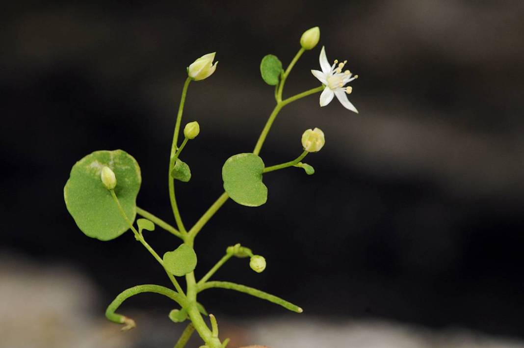 İzmir'in dağlarında endemik çiçekler açtı! 7